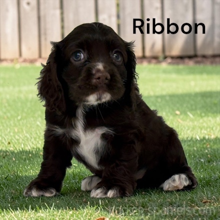 puppy, for, sale, Cocker Spaniel, Joe & Cherri  Overlease, dog, breeder, Miller, MO, dog-breeder, puppy-for-sale, forsale, nearby, find, puppyfind, locator, puppylocator, aca